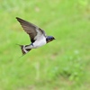 ツバメさんの飛翔