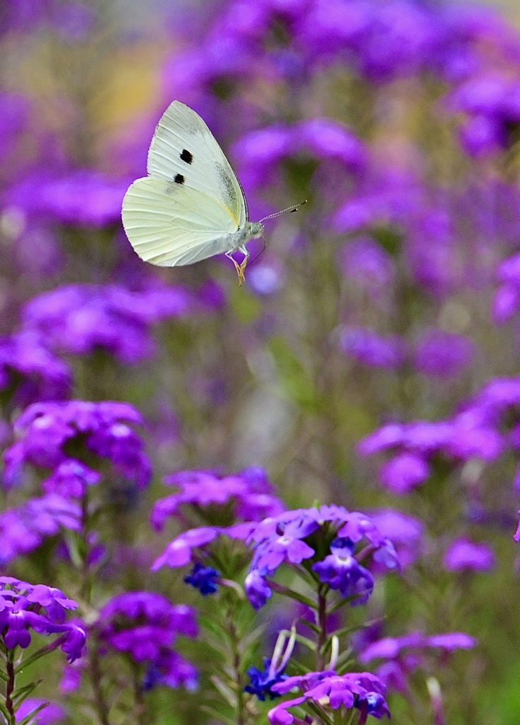 バーベナを飛ぶ蝶