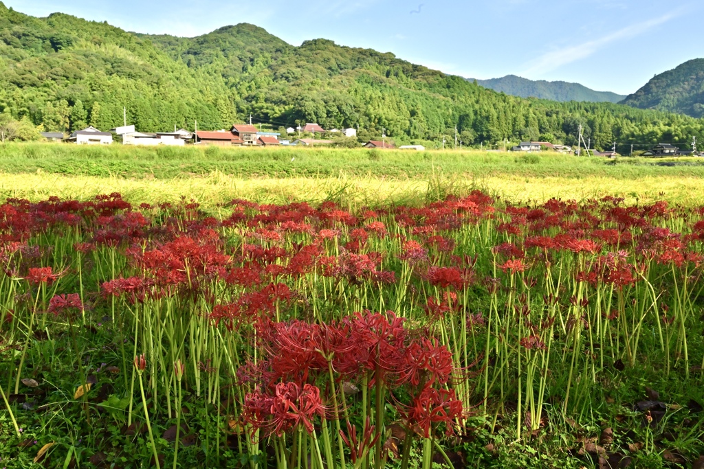 彼岸花の咲く里