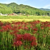 彼岸花の咲く里