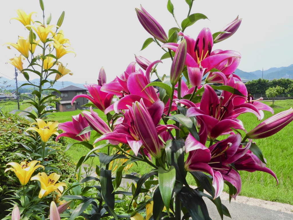 里山に咲く花