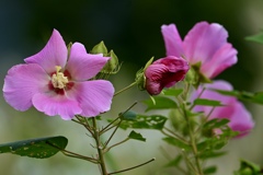 揺れるフヨウの花