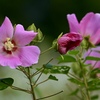揺れるフヨウの花