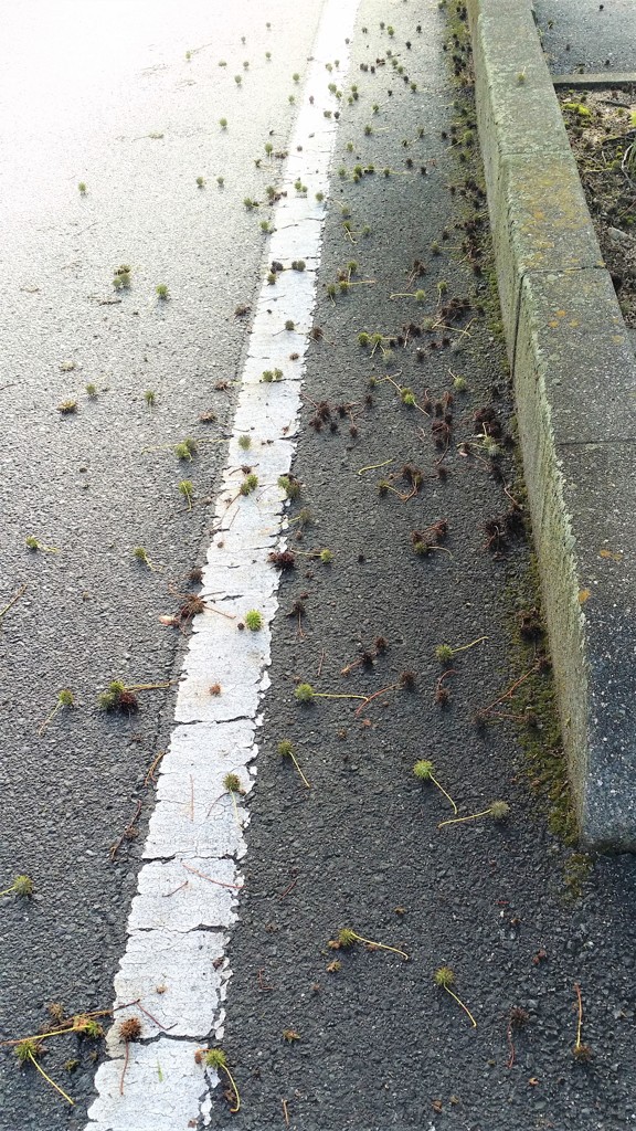 散歩道携帯でパチリ2