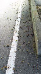 散歩道携帯でパチリ2