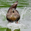 飛び込むカルガモ君