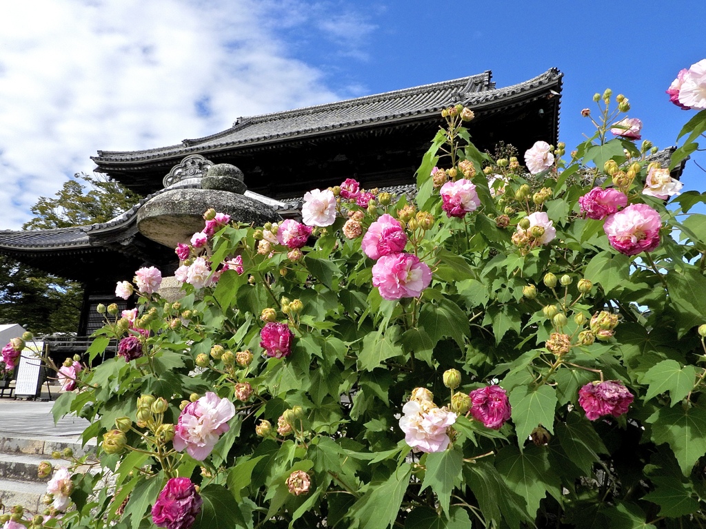 酔芙蓉の咲く寺