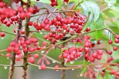 雨上がりのマンリョウ