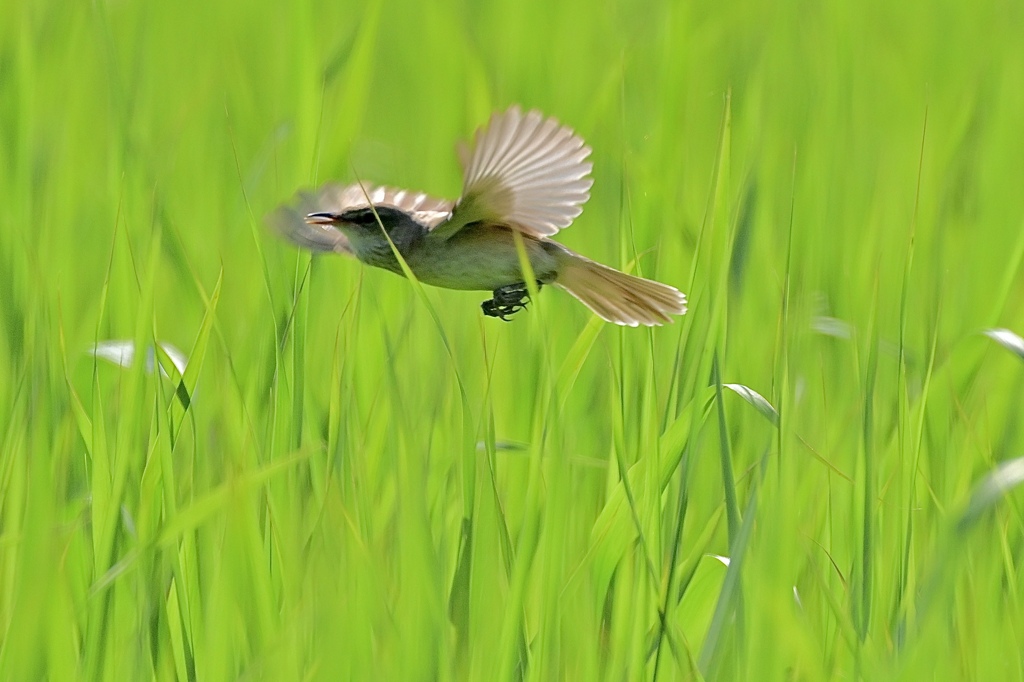 ヨシ原を飛ぶオオヨシキリ