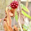 元旦初散歩写真！