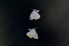 不思議なモンシロチョウ