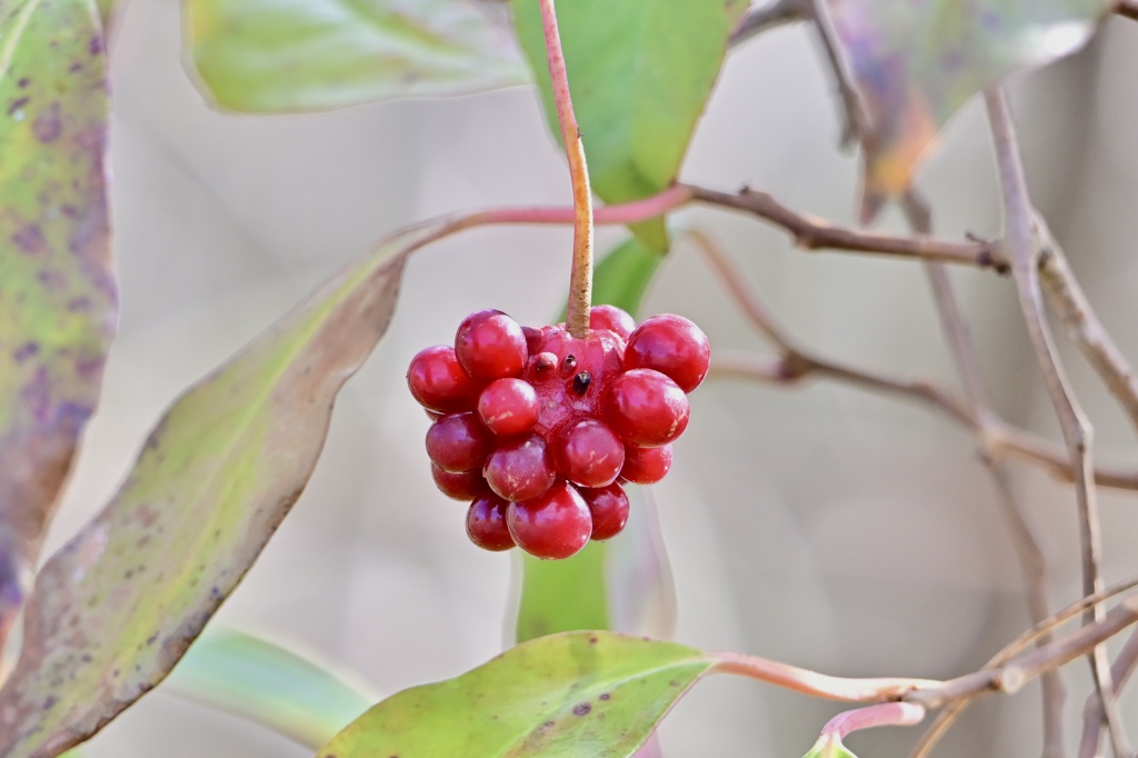 赤い実発見！
