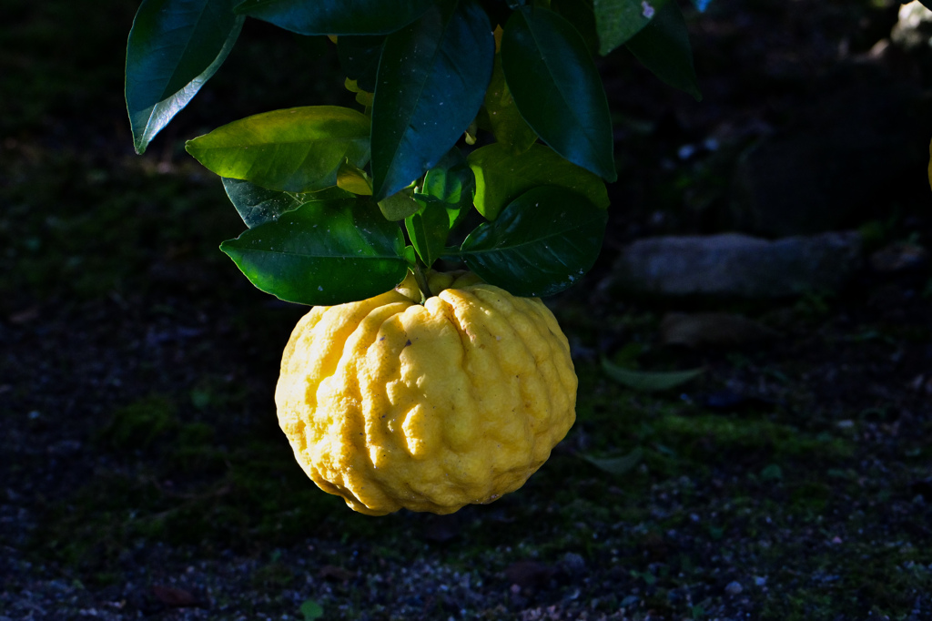 ぶら下がる鬼ゆず