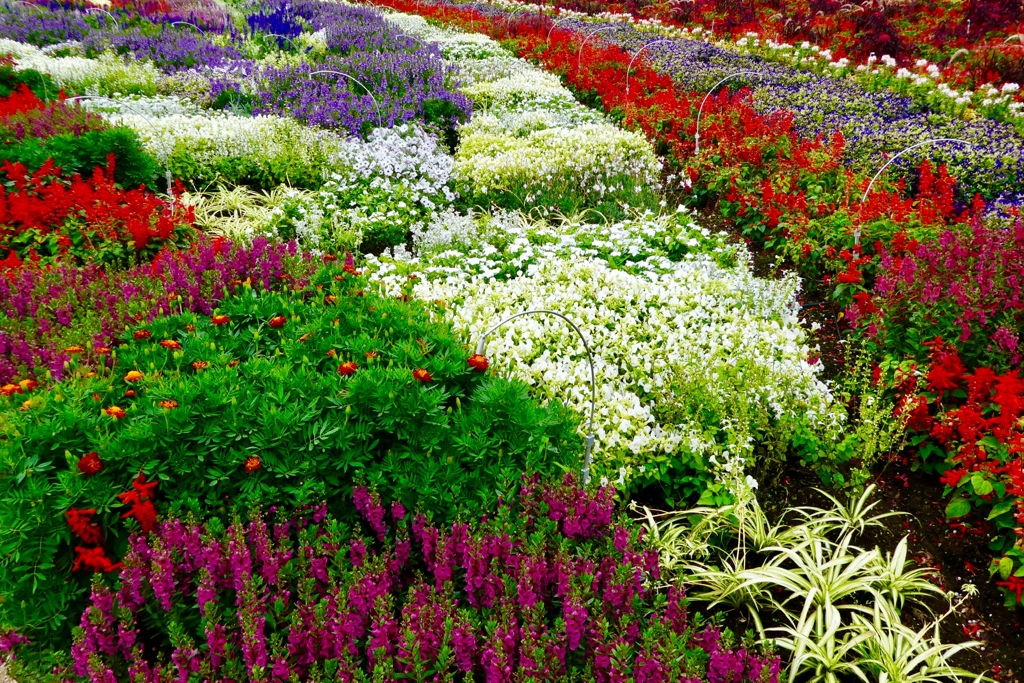 色とりどりの花たち