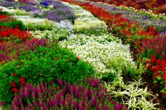 色とりどりの花たち
