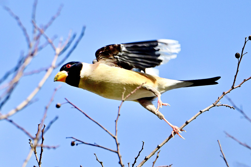 コイカルの飛翔