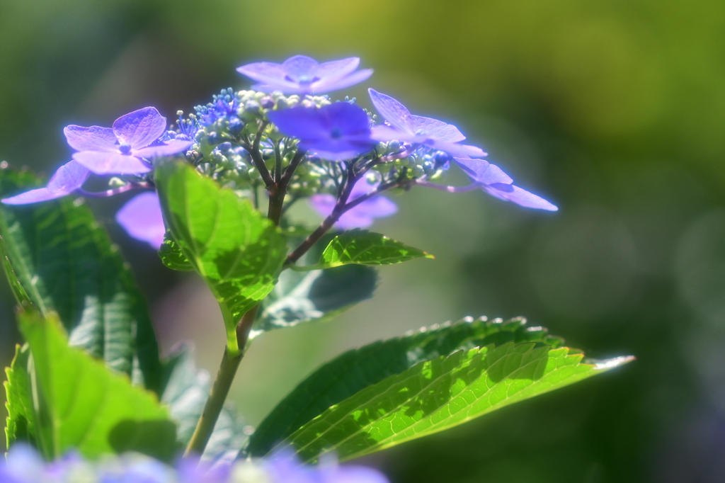 主張する紫陽花