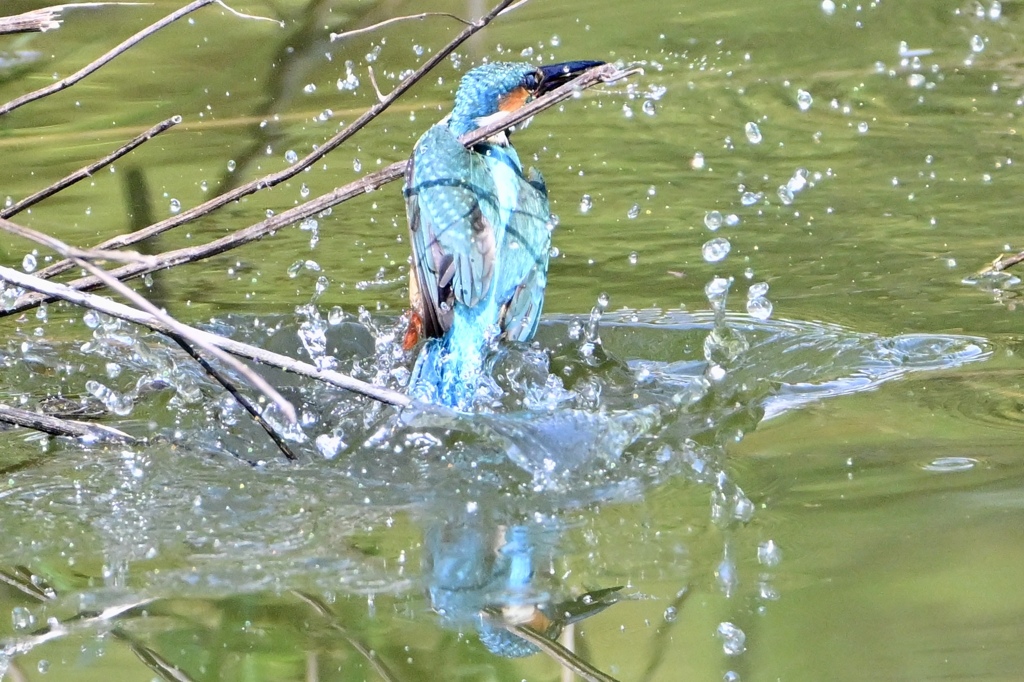 小さいけどエビ捕れたね〜＾＾
