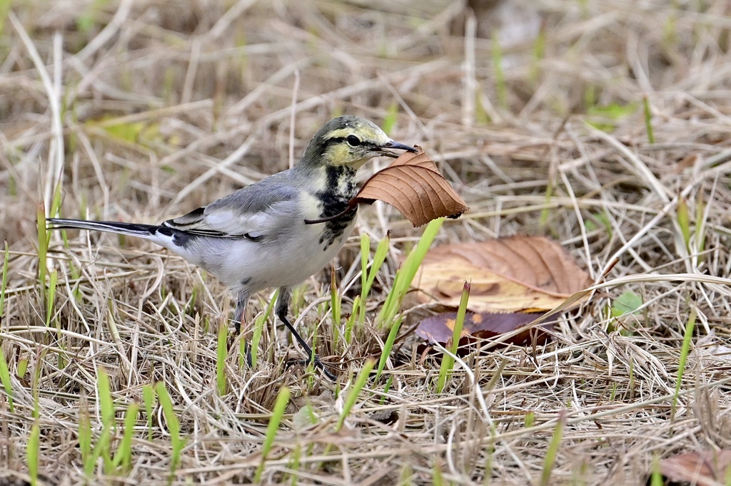 え〜それ食べるのかい？