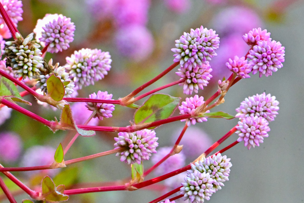 ヒメツルソバ咲く頃