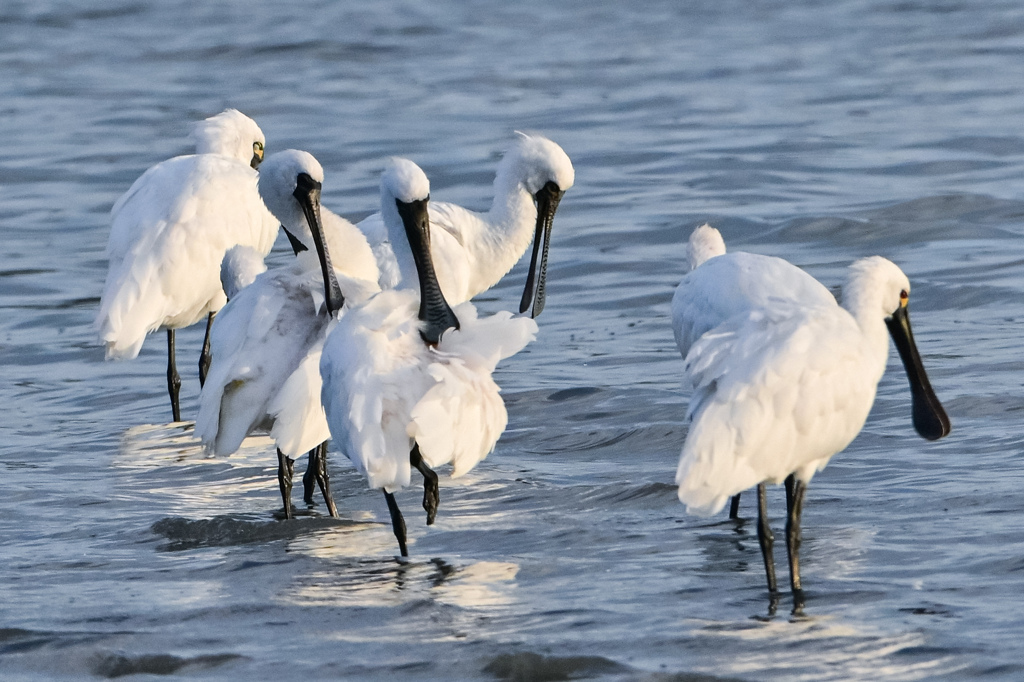 クロツラさんの一休み