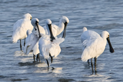 クロツラさんの一休み
