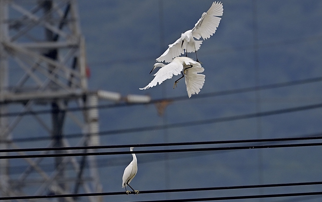 電線上の決闘⑤