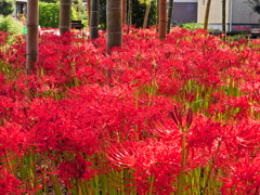 竹林に燃える花！