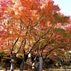 盛りの紅葉