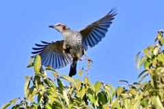 ヒヨドリダンス