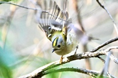 羽ばたくキクちゃん