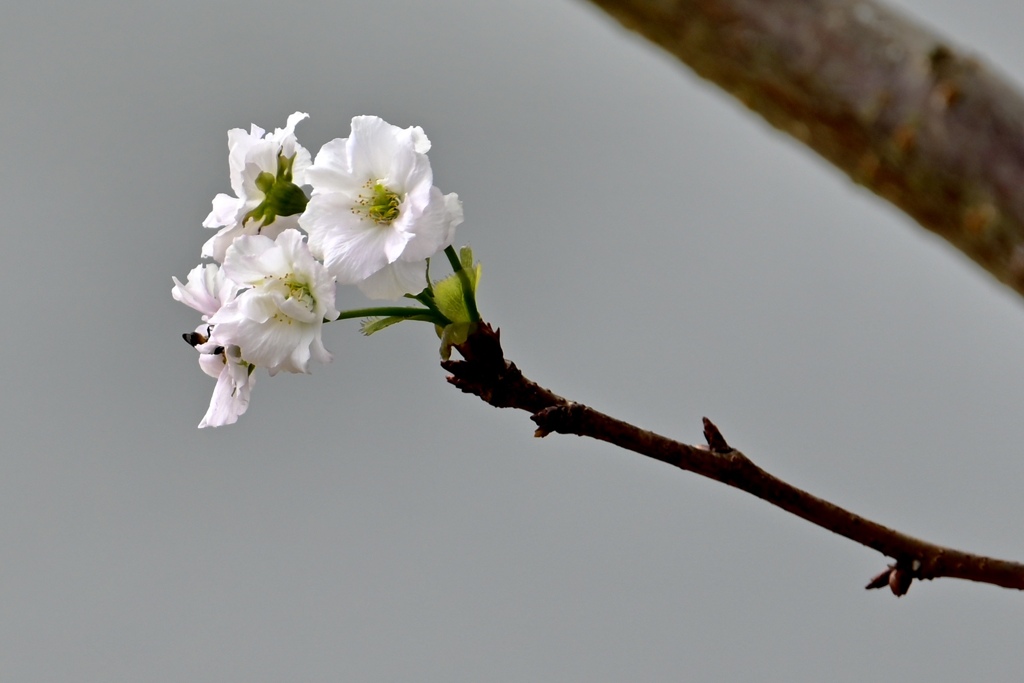 秋に咲く桜