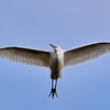 野鳥飛翔で年末のご挨拶を＾＾