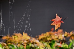 秋を奏でる蜘蛛の糸