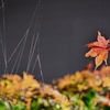 秋を奏でる蜘蛛の糸