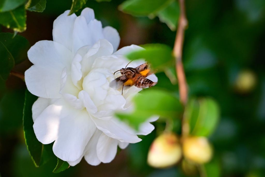 サザンカとホウジャク
