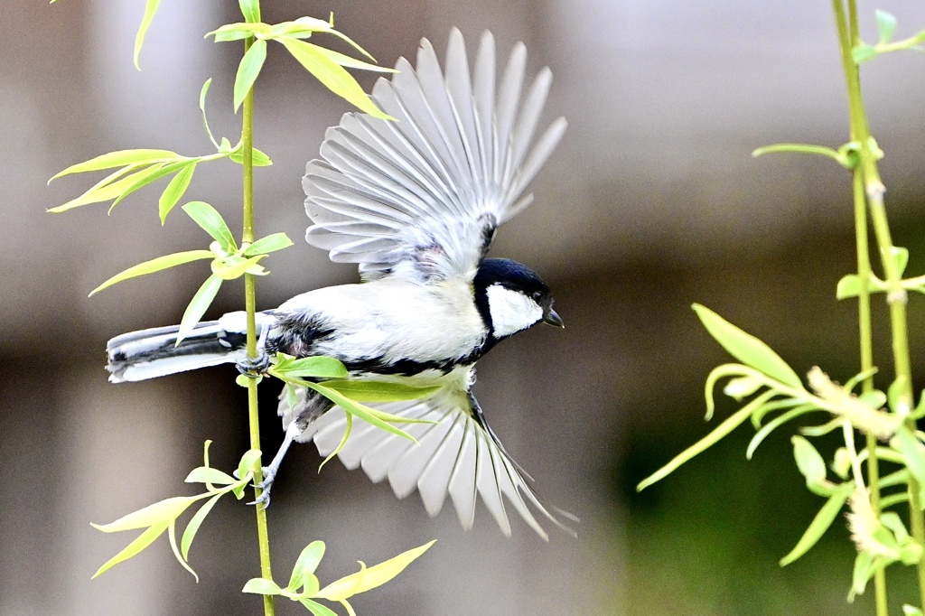 飛翔するシジュウカラ