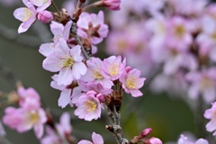 寒桜咲く