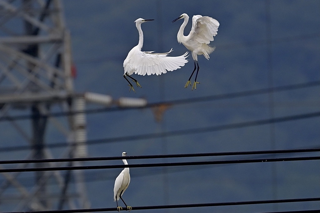 電線上の決闘②