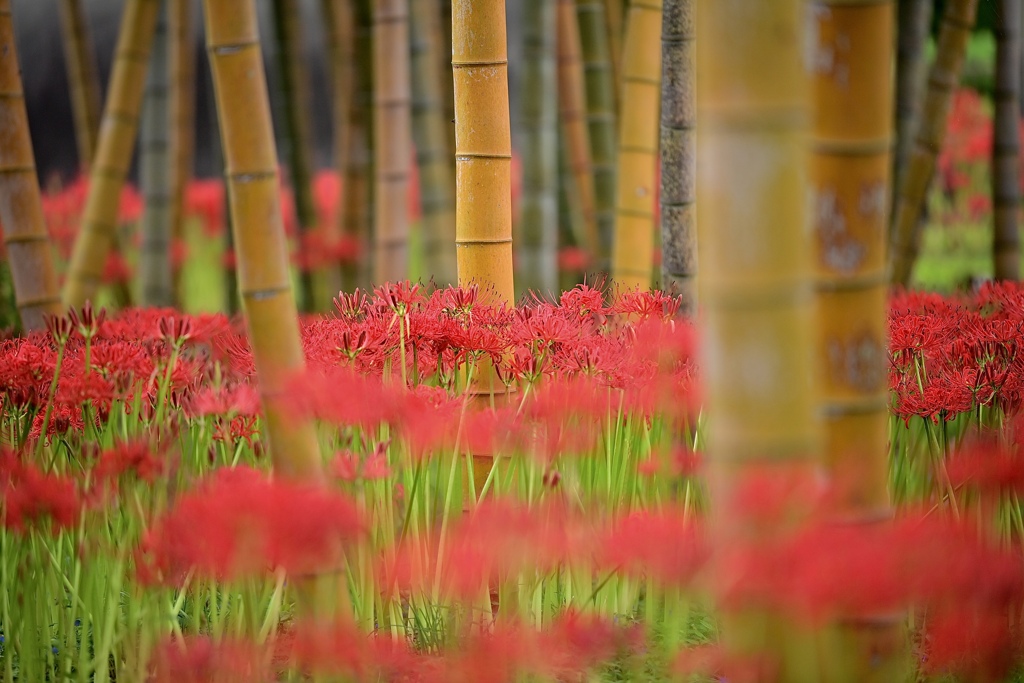 華やかな竹林