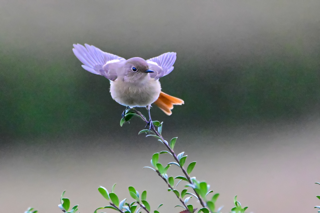 可愛いジョビ子さん