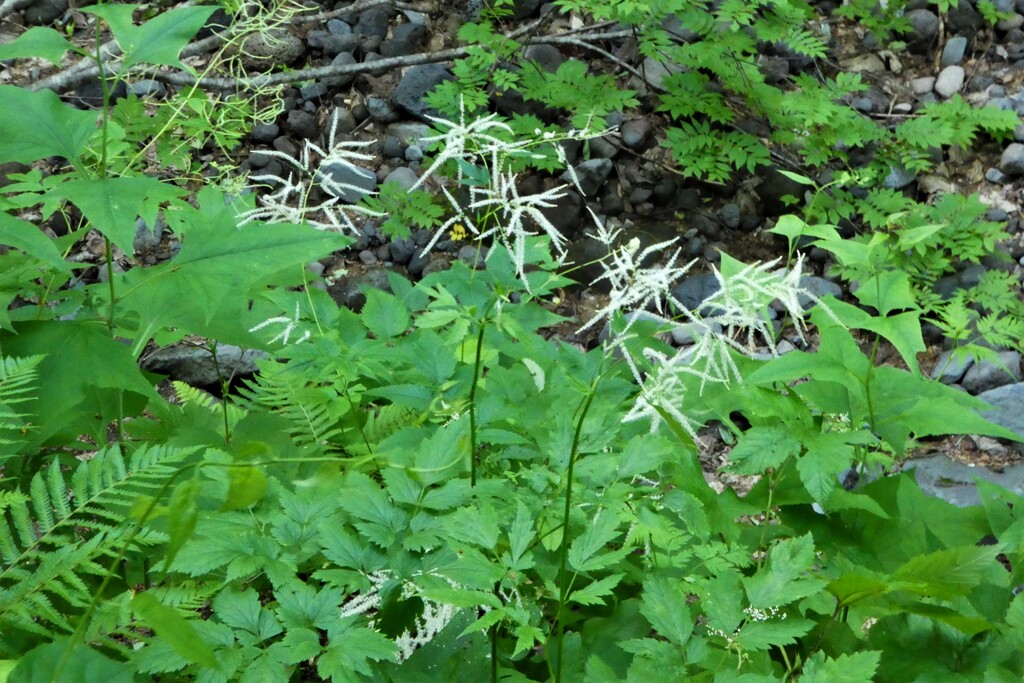 礼文に咲く花何?