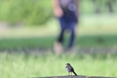 野鳥目線