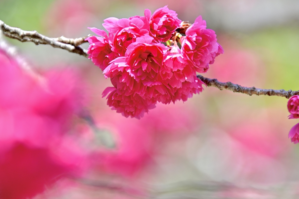 花燃ゆ