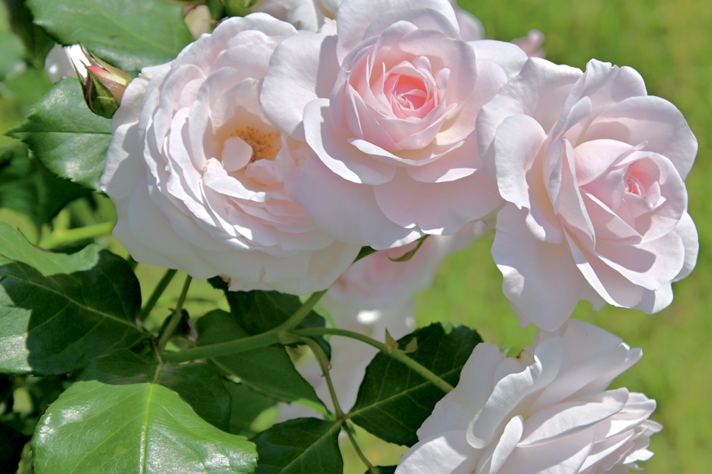 爽やかに咲く白バラ