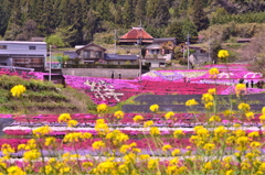 シバザクラ1