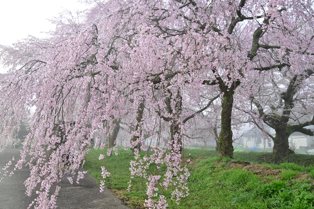 枝垂れ桜満開‼︎