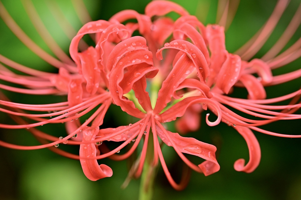 燃える花
