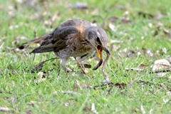 ハチジョウさんのお食事