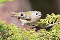 キクちゃん参上